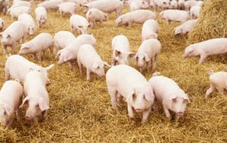 Certificacion WELFAIR